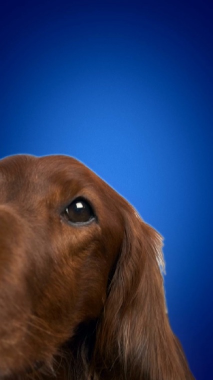 Tails.com ad